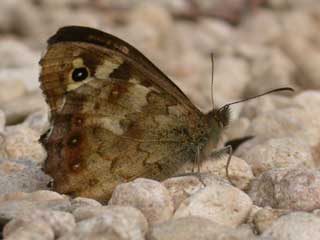 Speckled Wood butterfly