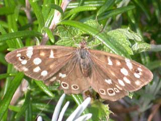 Speckled Wood butterfly