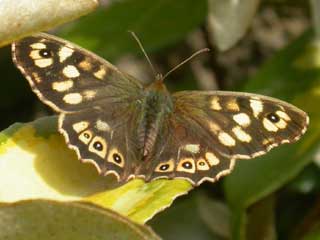 Speckled Wood butterfly