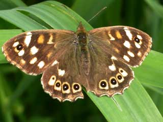 Speckled Wood butterfly