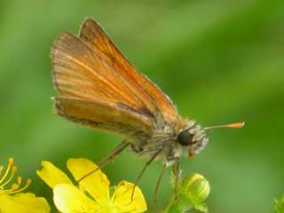 Small Skipper butterfly on Agrimony