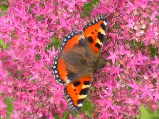 Small Tortoiseshell butterfly on Sedum spectabile