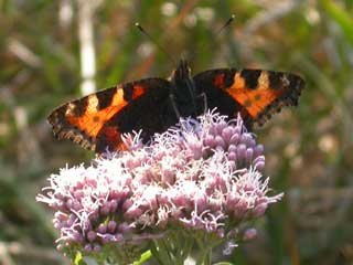 Small Tortoiseshell butterfly on Hemp Agrimony