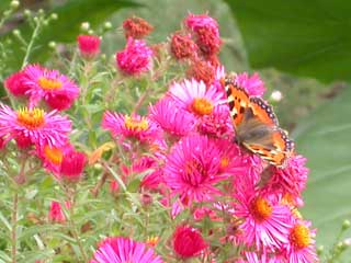 Image of Small Tortoiseshell butterfly on Aster