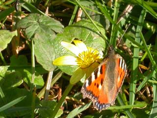 Small Tortoiseshell butterfly on Celandine - March 2005