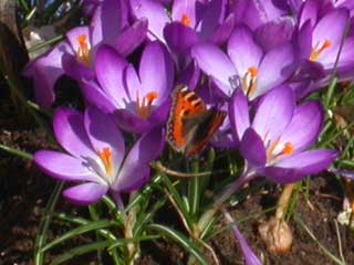 Small Tortoiseshell butterfly on Crocus - March 2005