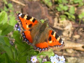 Small Tortoiseshell on a Forget-me-not - March 2005