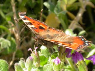 Small Tortoiseshell on a Aubrieta - March 2005