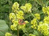 Small Tortoiseshell butterfly