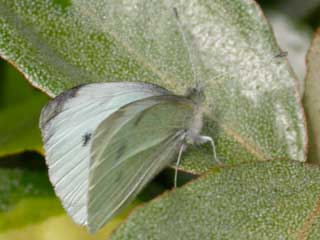 Small White butterfly