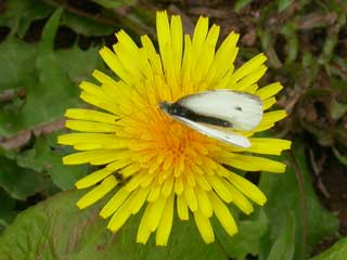 Small White butterfly on Dandelion