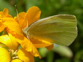 Small White butterfly on wallflower