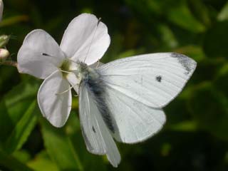 Small White butterfly on Sweet Rocket