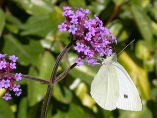 Small White butterfly on Verbena bonariensis flower