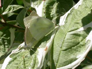 Mating Small White butterflies