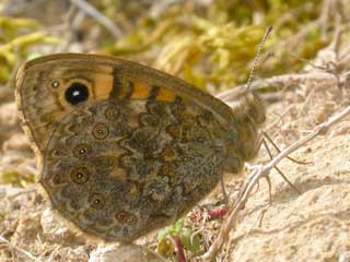 Wall butterfly - side view