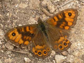 Wall butterfly - top view