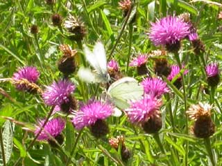 White butterflies