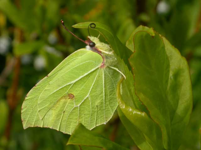 Image of Brimstone butterfly 