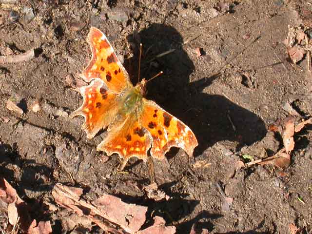 Image of Comma butterfly