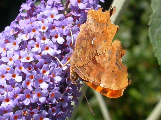 Image of Comma butterfly on Buddleia Lochinch plant