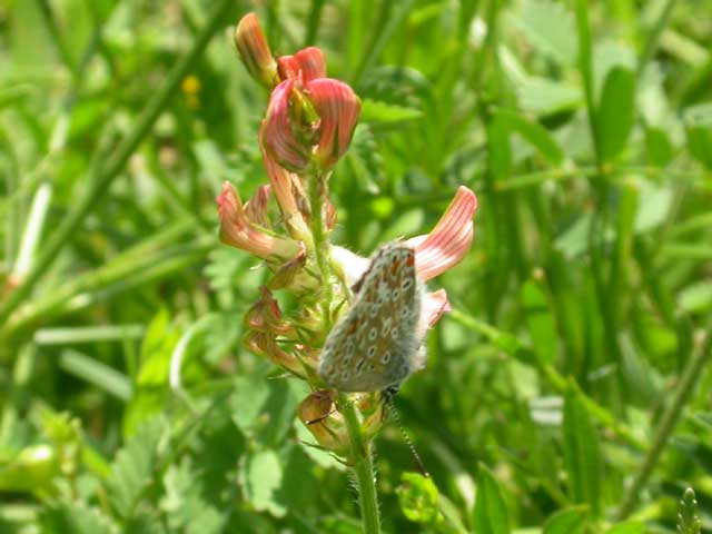 Image of Common Blue butterfly on Sanfoin plant