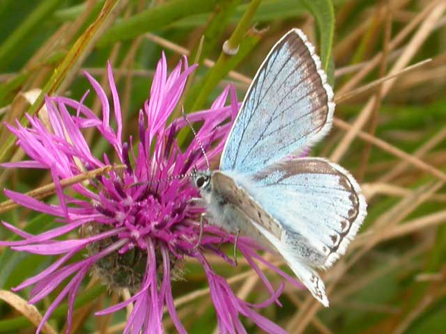 Image of Chalkhill Blue butterfly on Knapweed plant