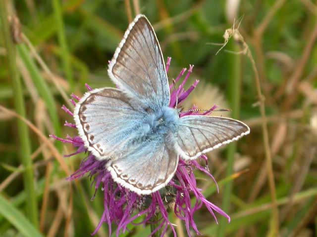 Image of Chalkhill Blue butterfly on Knapweed plant