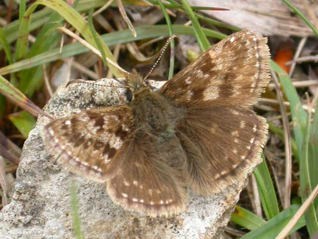 Image of Dingy Skipper butterfly on   plant