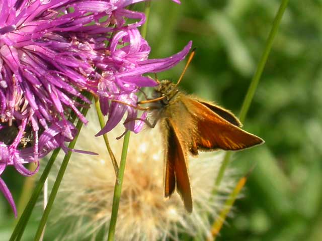 Image of Essex Skipper butterfly on Knapweed flower