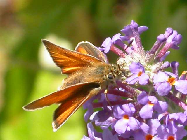 Image of Essex Skipper butterfly on Buddleia Lochinch plant