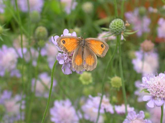 Image of Gatekeeper butterfly on Field Scabious plant