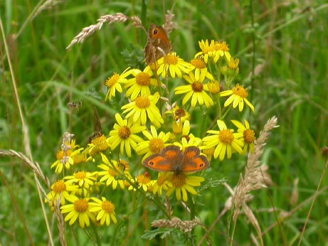 Image of Gatekeeper butterfly on Ragwort plant