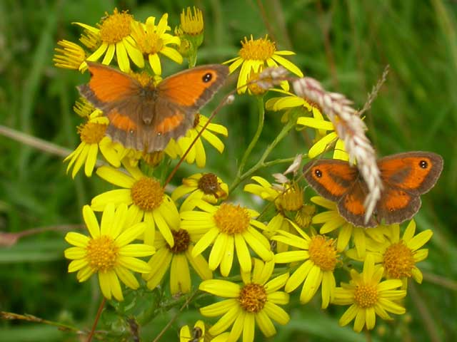 Image of Gatekeeper butterfly on Ragwort plant