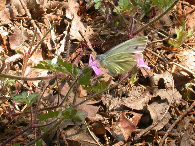 Image of Green-veined White butterfly on Herb-robert plant
