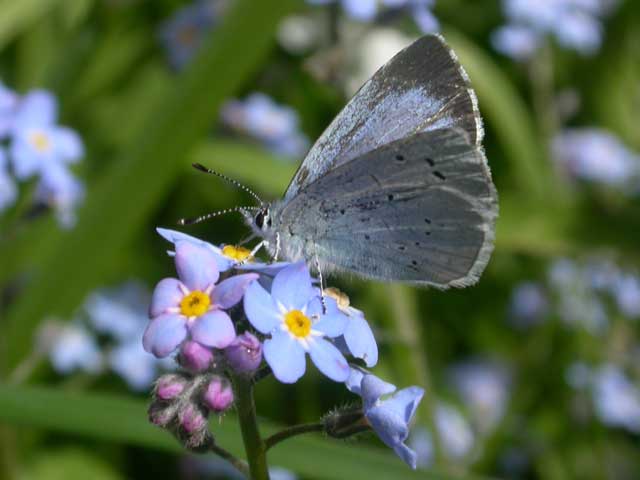 Image of Holly Blue butterfly on Forget-me-not plant