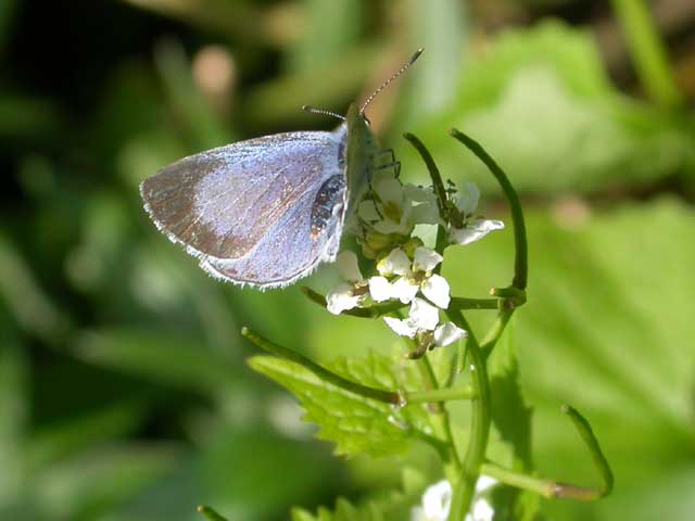 Image of Holly Blue butterfly on Garlic Mustard plant