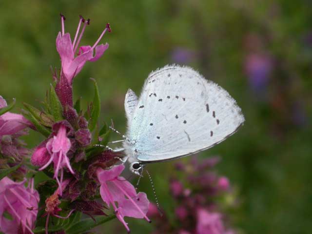 Image of Holly Blue butterfly on Hyssop plant