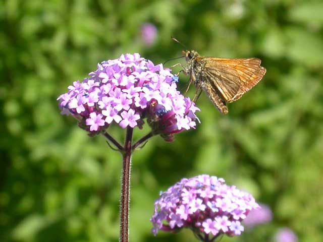 Image of Large Skipper butterfly on Verbena bonariensis plant