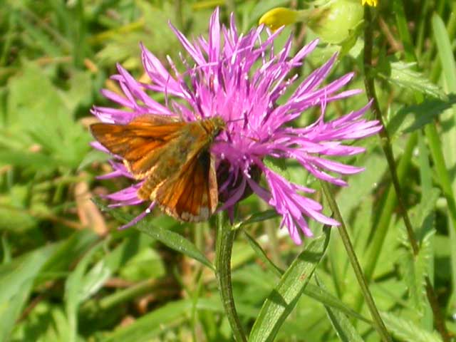 Image of Large Skipper butterfly