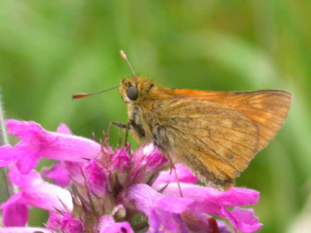 Image of Large Skipper butterfly on Betony?