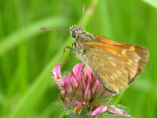Image of Large Skipper butterfly on Clover