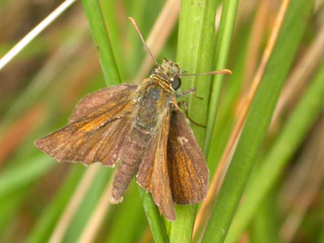 Image of Lulworth Skipper butterfly on   plant