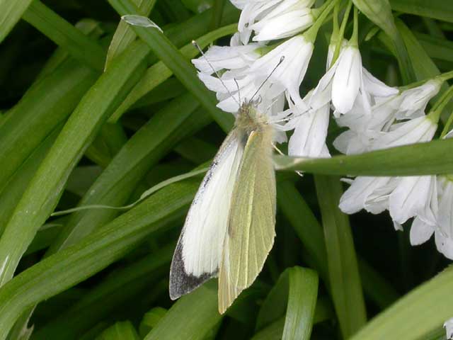 Image of Large White butterfly on Allium plant