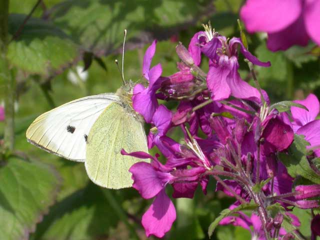 Image of Large White butterfly on Sweet Rocket plant