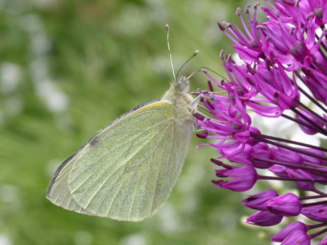 Image of Large White butterfly on Allium plant