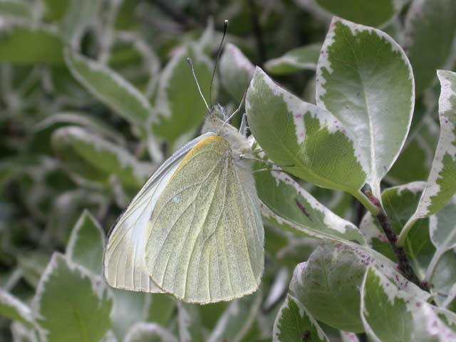 Image of Large White butterfly on Pittosporum plant