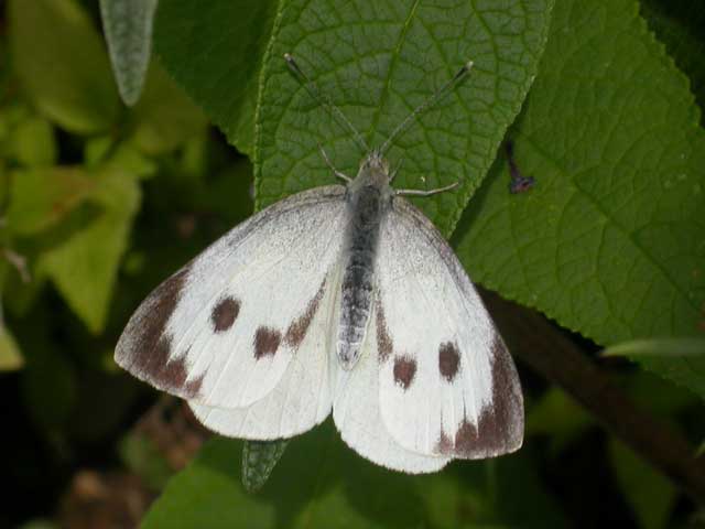 Image of Large White butterfly