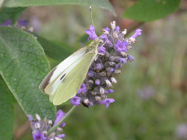 Image of Large White butterfly on Lavender plant