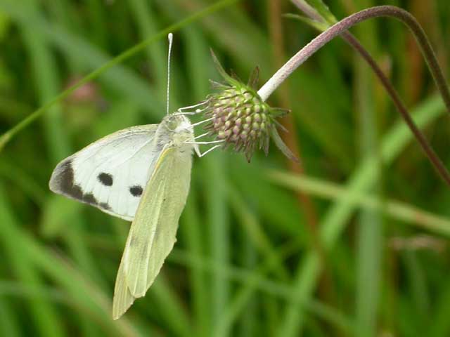 Image of Large White butterfly on   plant